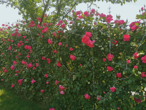 玫瑰花海网红小火车,玫瑰花海网红小火车魅力揭秘